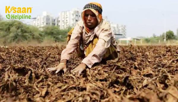 किसानों का निकाय FAIFA ने प्रधानमंत्री मोदी से सिगरेट, तंबाकू पर बिल वापस लेने के लिए कहा किसानों का निकाय FAIFA ने प्रधानमंत्री मोदी से सिगरेट, तंबाकू पर बिल वापस लेने के लिए कहा